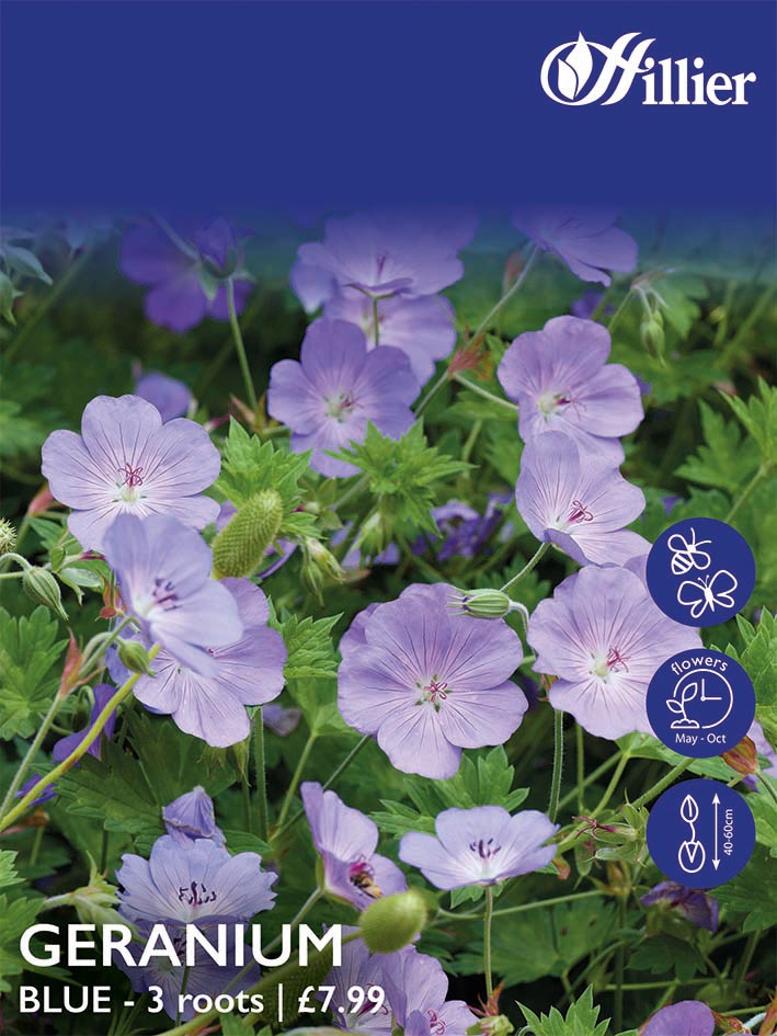 8718641998991 1 HL1054 Geranium Blue.jpg